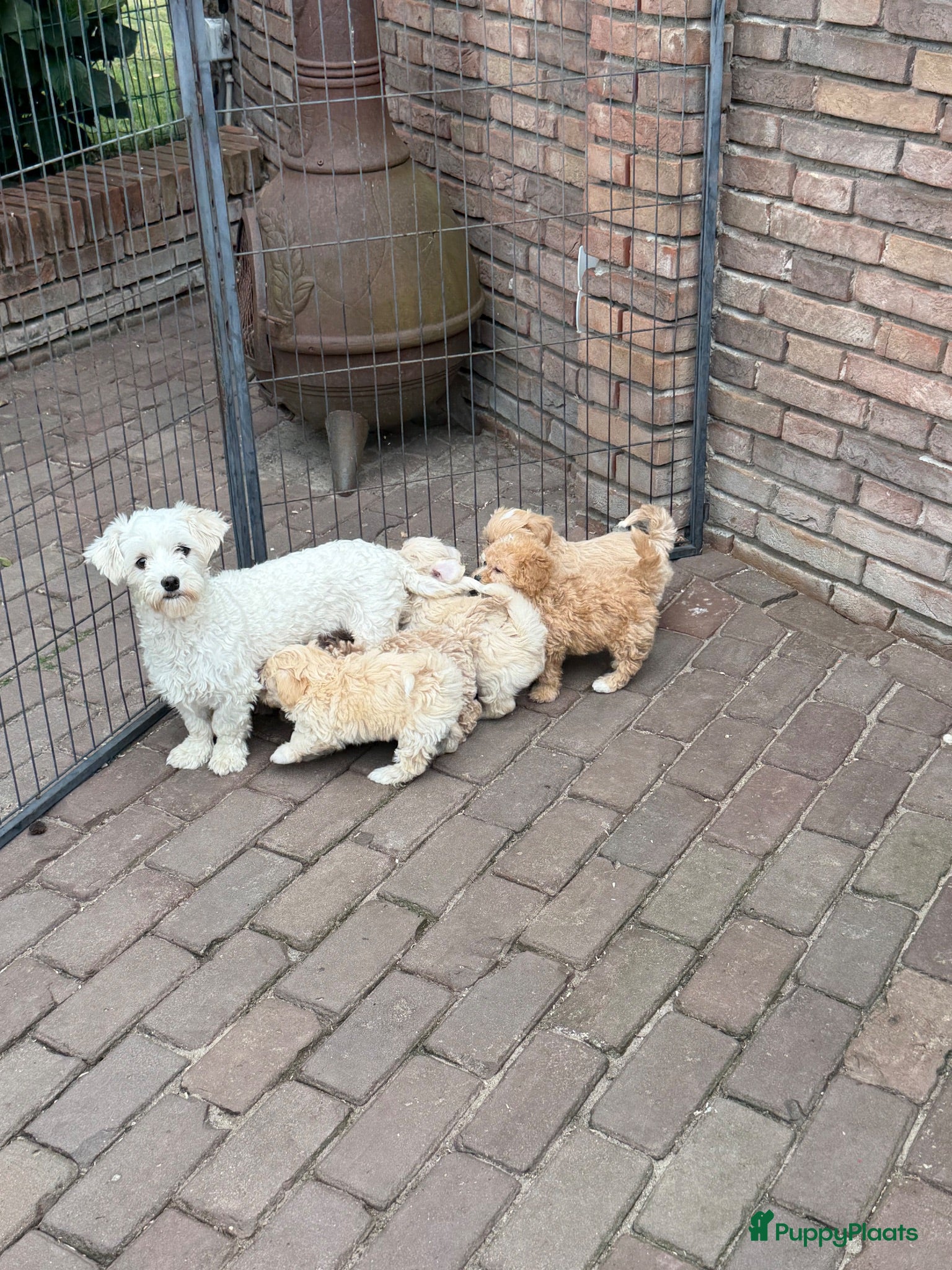 Maltipoo honden Maltipoo (Maltezer x Poedel) pups - Advertentie 1
