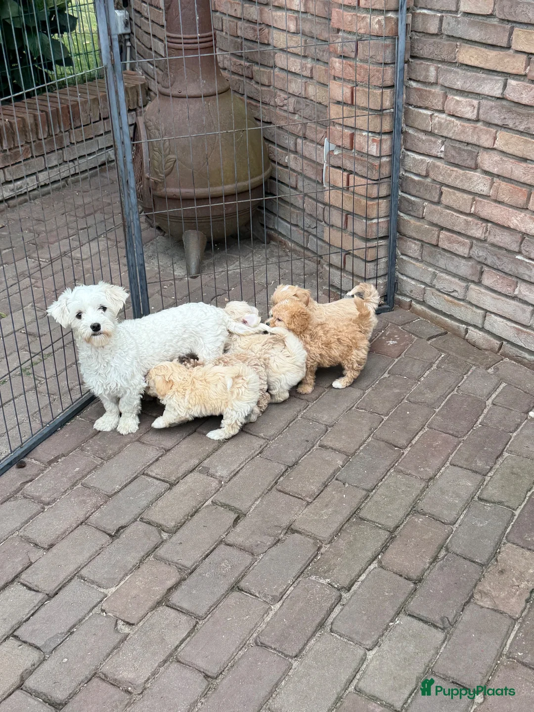 Maltipoo honden te koop: Maltipoo (Maltezer x Poedel) pups - Advertentie 38