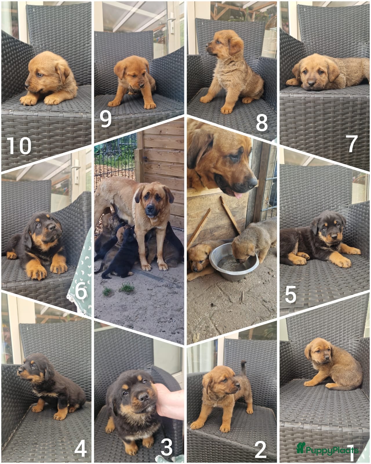 Kruising honden Rottweiler x moskovitische waakhond - Advertentie 6