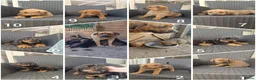 Kruising honden te koop: Rottweiler x moskovitische waakhond in De Westereen - Advertentie 1