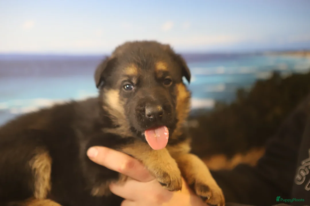 Duitse Herder honden te koop: Topkwaliteit Duitse Herder Pups - Advertentie 23