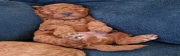 Poedel Toy honden te koop: Schattige toypoedel toy poedel pups 3 reutjes  - Advertentie 10