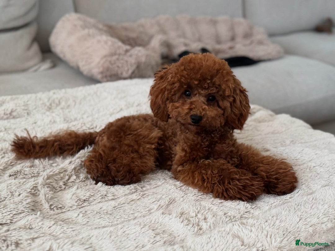 Poedel Toy honden ter dekking: Toypoedel Dek Reu  - Advertentie 3