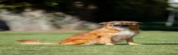 Nova Scotia Duck Tolling Retriever honden te koop: Gesocialiseerde Toller pups beschikbaar! - Advertentie 6