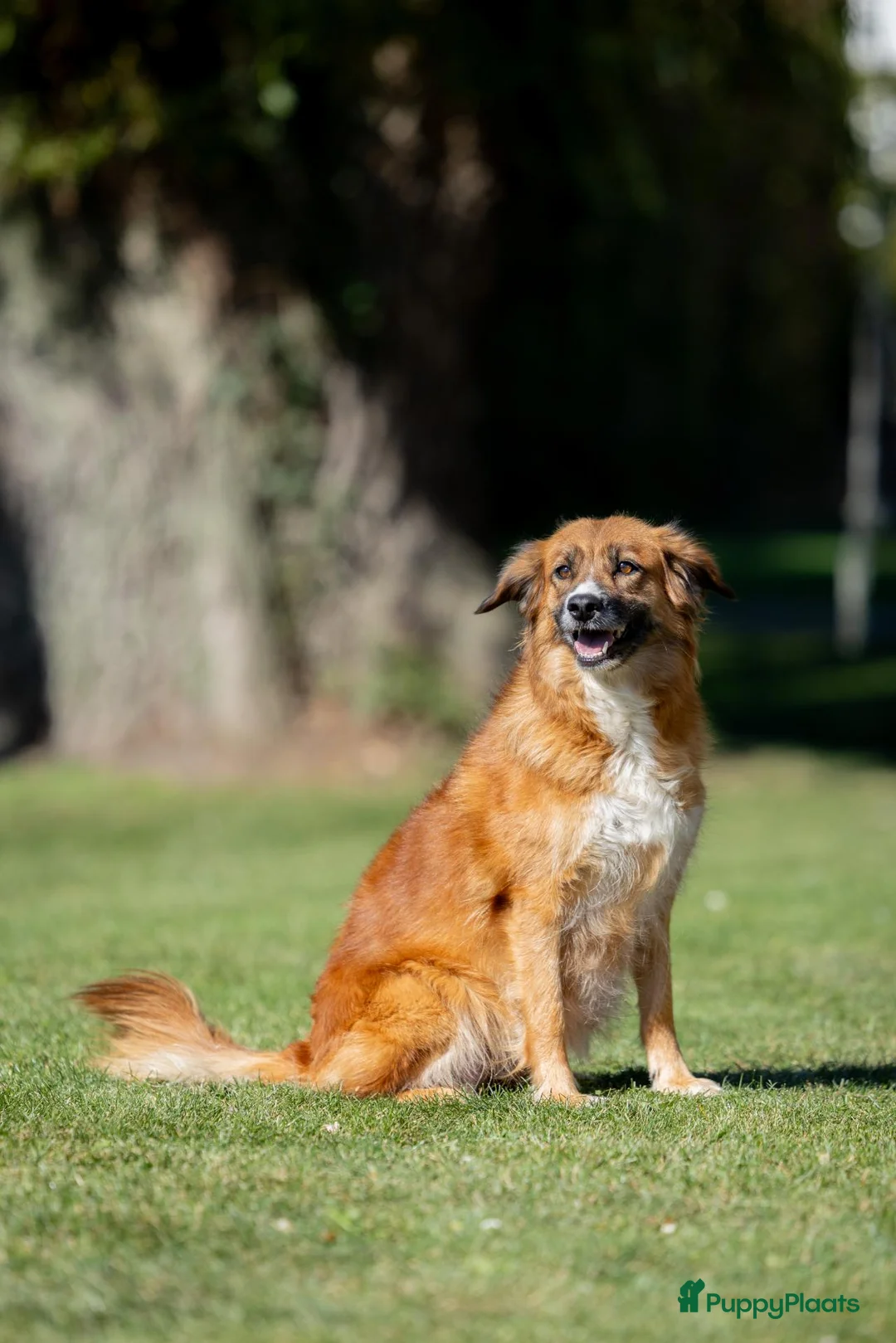 Nova Scotia Duck Tolling Retriever honden te koop: Gesocialiseerde Toller pups beschikbaar! - Advertentie 6