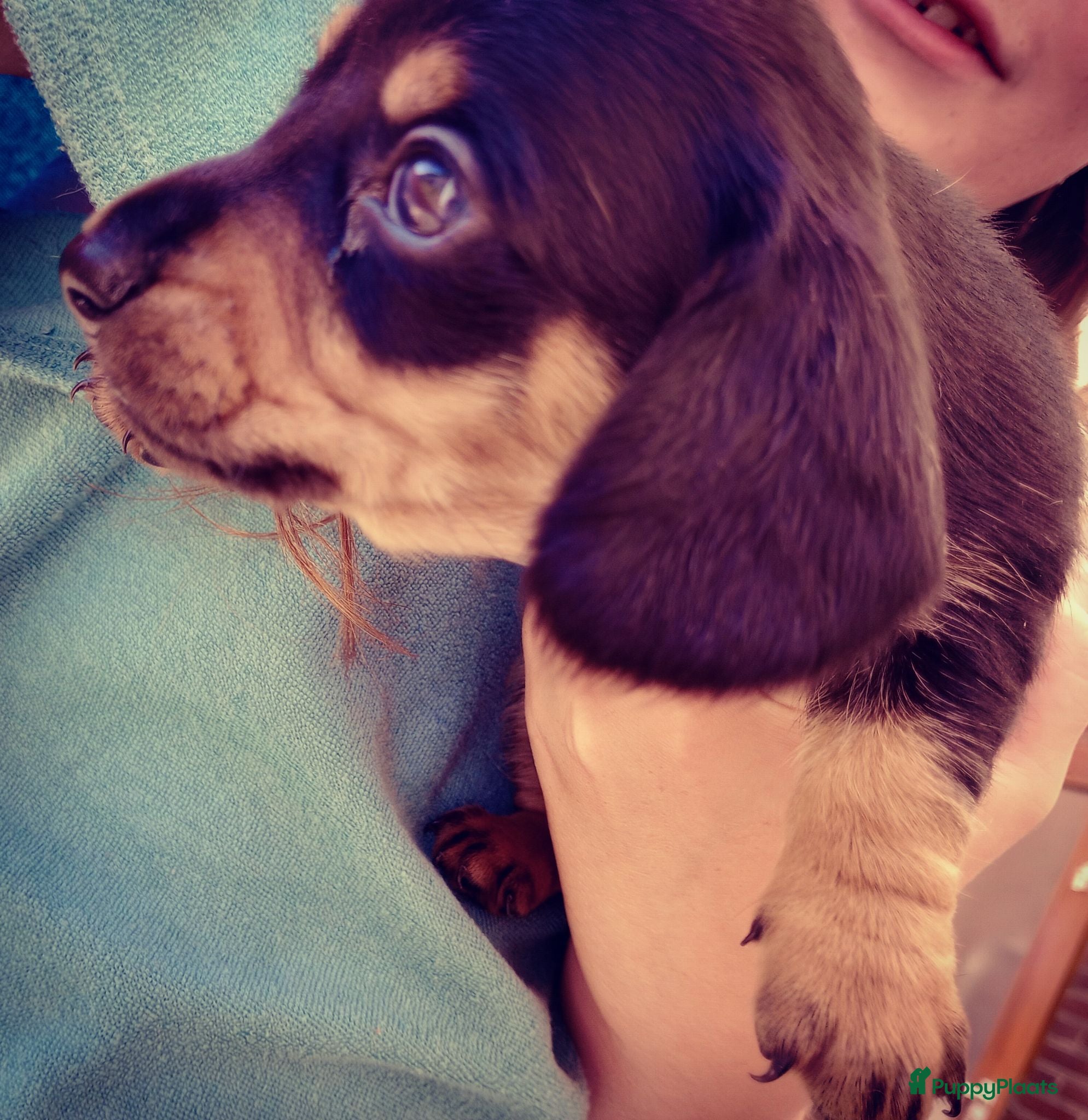 Kruising honden Laatste twee Black and Tan's  - Advertentie 2