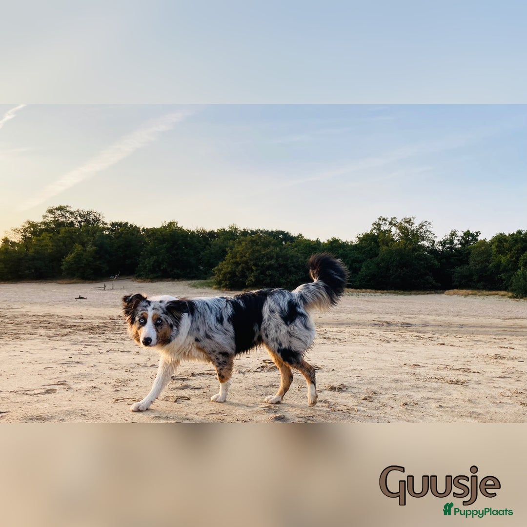 Australian Shepherd honden te koop: Prachtig nestje raszuivere Australian Shepherds - Advertentie 2