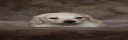 Teckel (langhaar) honden te koop: Zeer lieve knappe teckel pups in Ens - Advertentie 4