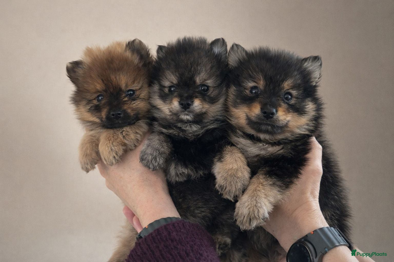 Keeshond honden 3 prachtige keeshondjes zoeken supergoed huis - Advertentie 8