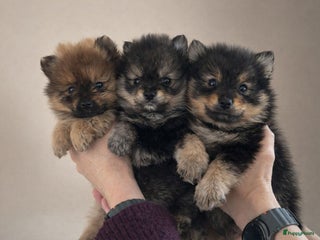 Keeshond honden 3 prachtige keeshondjes zoeken supergoed huis - Advertentie 8