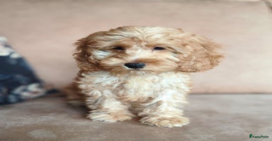 Kruising honden - Advertentie 1