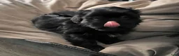 Kruising honden te koop: Shadow 🖤 Shih-Tzu/Boomer pup. Nieuwe foto's  - Advertentie 4