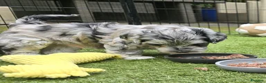 Raf