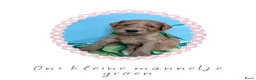 Australian Labradoodle honden te koop: Prachtig nestje Australian Labradoodles van Koosje - Advertentie 7