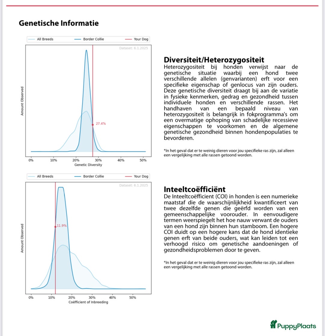 Border Collie honden ter dekking: Border Collie Dekreu in Terneuzen - Advertentie 13