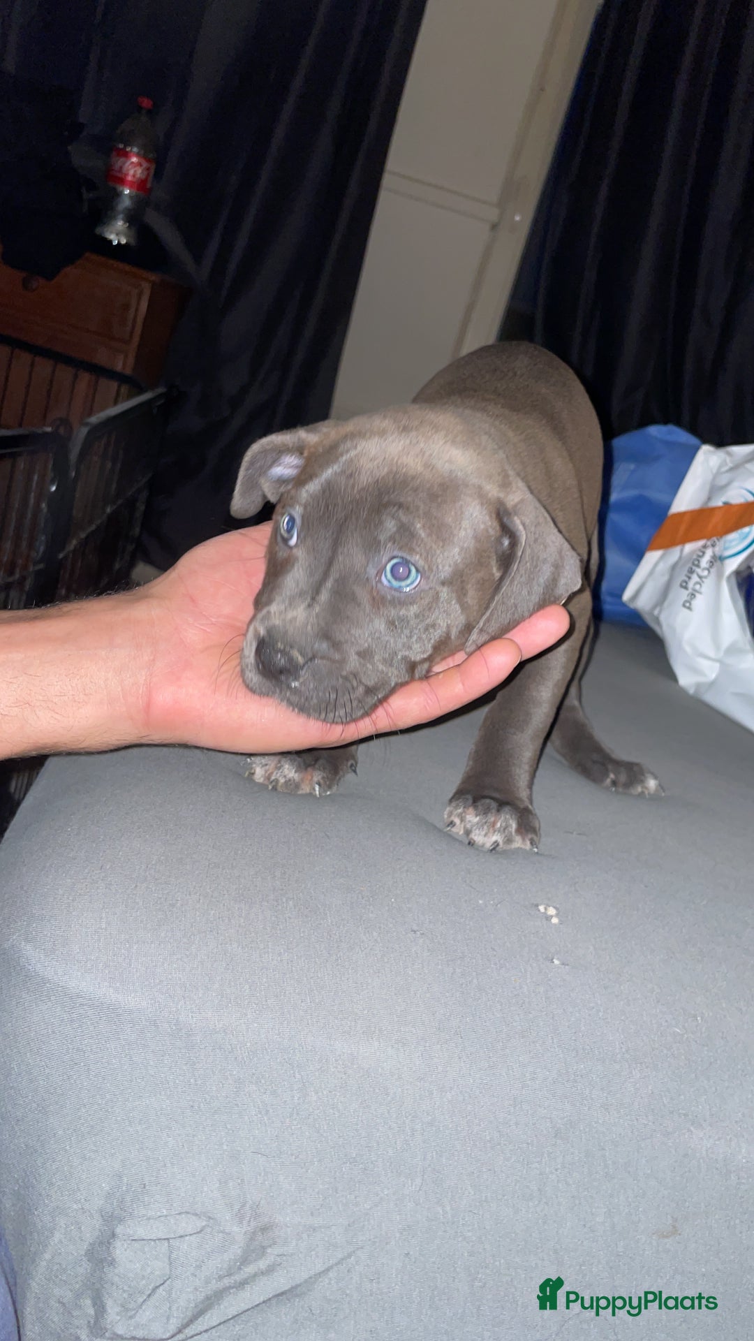 Pitbull Terriër honden te koop: Puppy for sell - Advertentie 4
