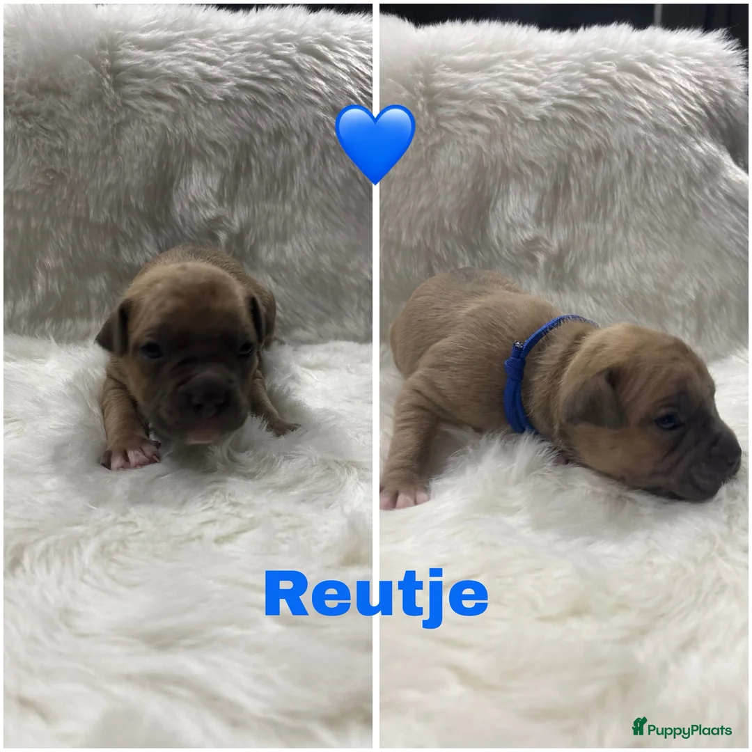 American Staffordshire Terriër honden te koop: Amerikaanse Stafford pups - Advertentie 6