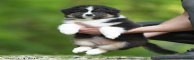 Australian Shepherd Puppy 3