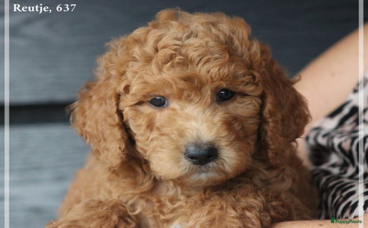 Goldendoodle honden - Advertentie 1