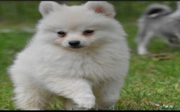 Pomchi honden te koop: Bijzondere POMCHI PommeriaantjexChihuahua nog 2! - Afbeelding 1