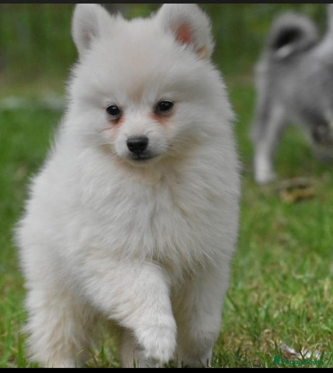 Pomchi honden te koop: Bijzondere POMCHI PommeriaantjexChihuahua nog 2! - Afbeelding 1