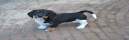 Ruwhaar Teckel honden te koop: Nest Ruwhaar Piebald Dwergteckels - Advertentie 8