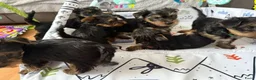 Yorkshire Terriër honden te koop: Yorkshire Terriër pupp - Advertentie 2