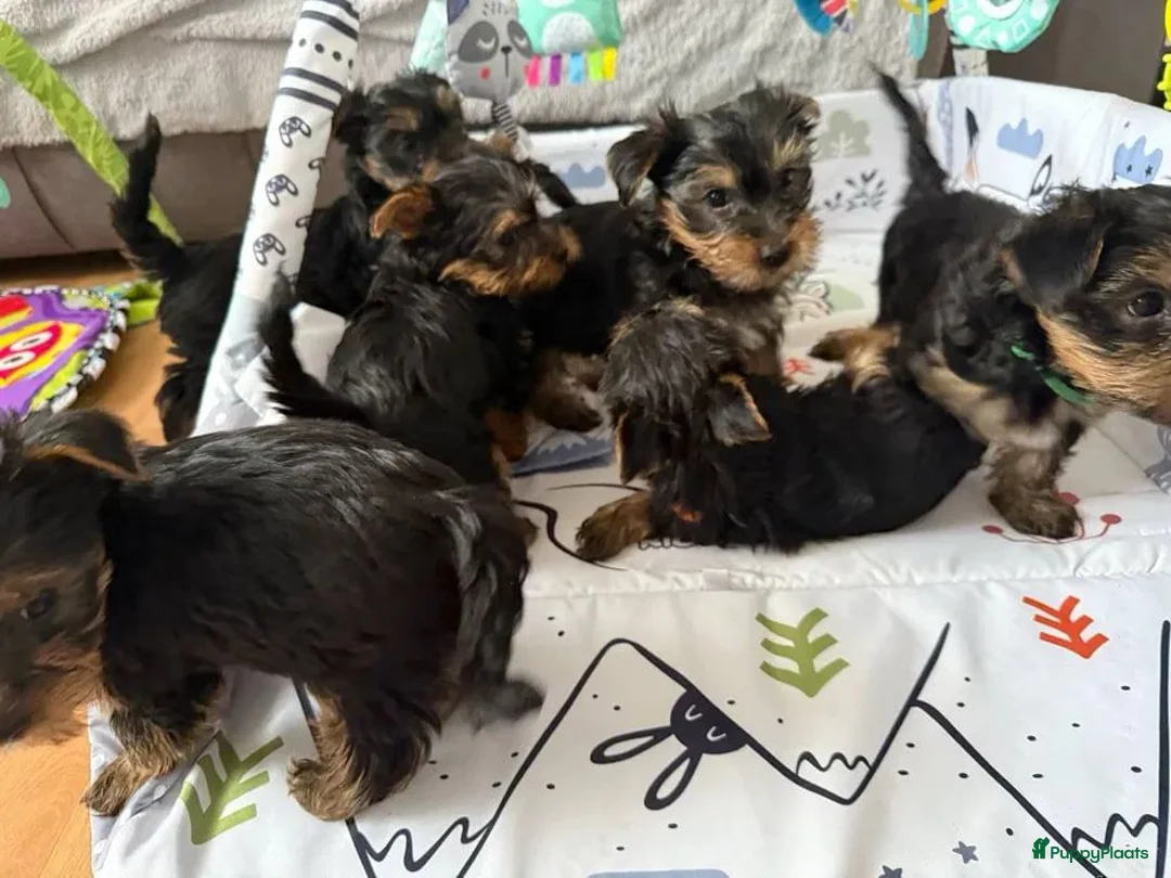Yorkshire Terriër honden te koop: Yorkshire Terriër pupp - Advertentie 2