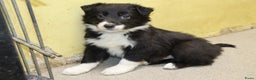 Border Collie honden te koop: Super Schattige border collie pups te koop - Advertentie 36