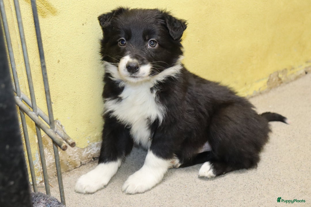 Border Collie honden te koop: Super Schattige border collie pups te koop - Advertentie 36