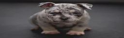 Amerikaanse Bully honden te koop: American Bully pocket pups verwacht  - Advertentie 24