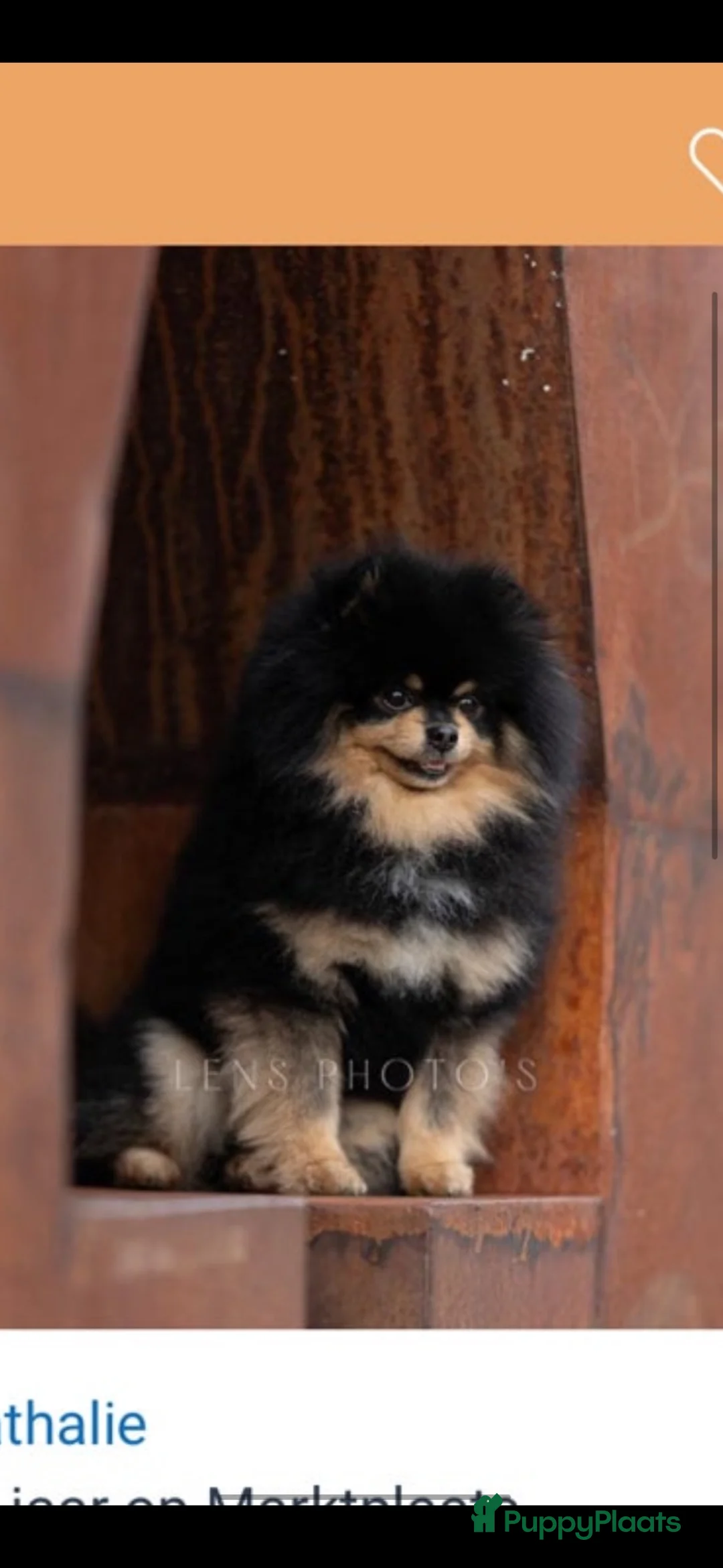 Pomeriaan honden te koop: Te koop pomeriaan pup - Advertentie 2