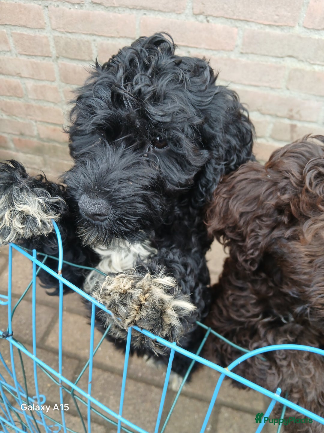 Kruising honden te koop: nestje kruising Waterhond, labradoedel look-a-like - Afbeelding 16