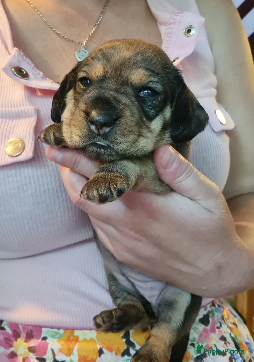 Ruwhaar Teckel honden te koop: Standaard ruwhaar teckel pups  - Advertentie 2