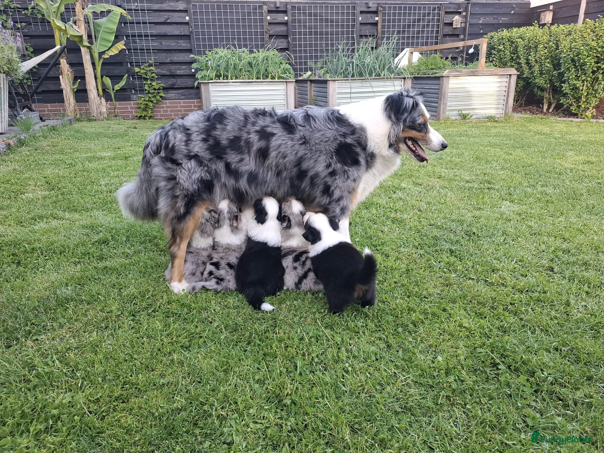Australian Shepherd honden Stamboom pups geboren!  - Advertentie 2