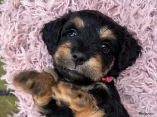 Kruising honden 🤩MALLETECKEL😍🐾dwergteckel X maltezer 🐾 - Advertentie 5