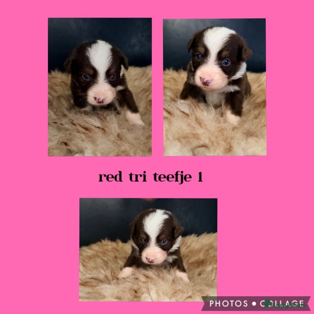 Australian Shepherd honden Mooie Australian Shepherd pups - Advertentie 6