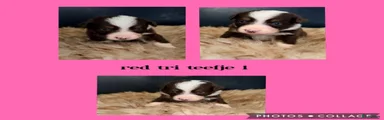 Australian Shepherd 1