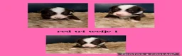 Australian Shepherd honden te koop: Mooie Australian Shepherd pups - Advertentie 1