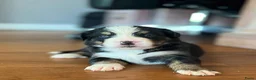 Berner Sennenhond honden te koop: Berner sennen pups - Advertentie 1