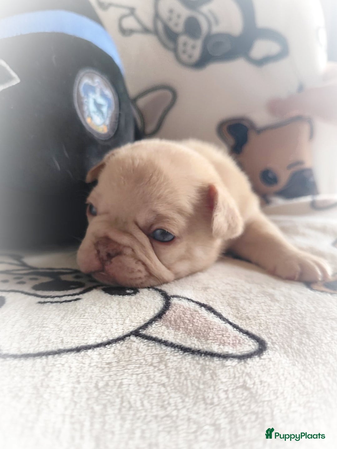 Franse Bulldog honden te koop: Franse bulldog pups - Advertentie 8