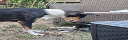 Schotse Herdershond korthaar honden te koop: Nog 2 knappe reuen schotse collie korthaar reuen. - Advertentie 8