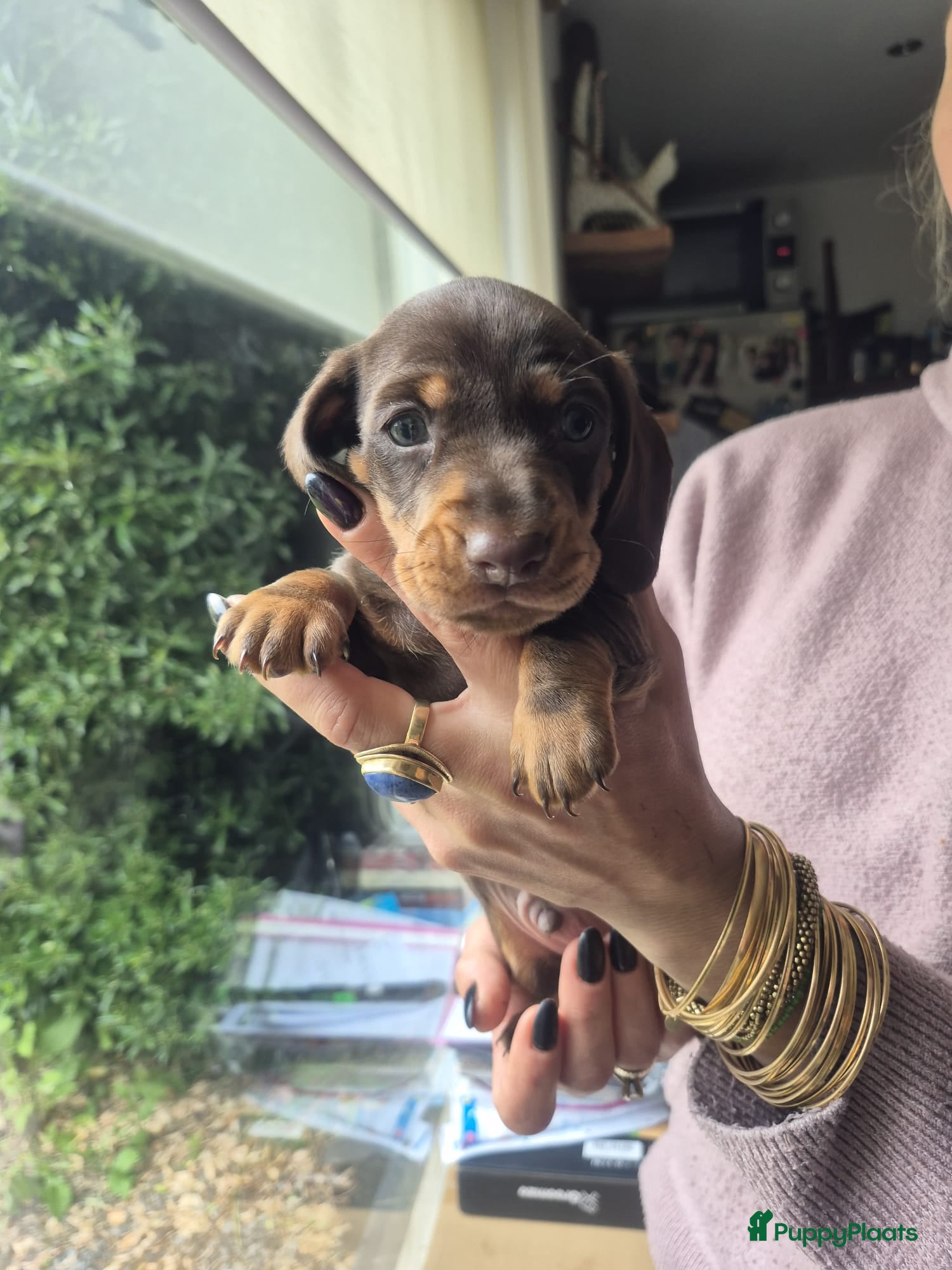 Teckel (korthaar)  Puppy 2