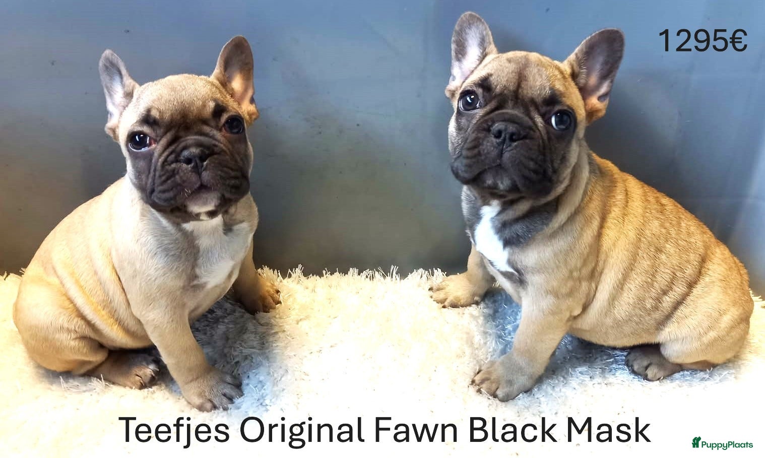 Franse Bulldog honden Franse Bulldog Pups Fawn/Choco Tan - Advertentie 1