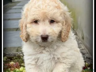 Labradoodle honden Labradoodle F4 pups 40-45 cm - Advertentie 2
