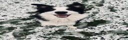 Kruising honden te koop: Australian sheppard/border collie puppy's - Advertentie 10