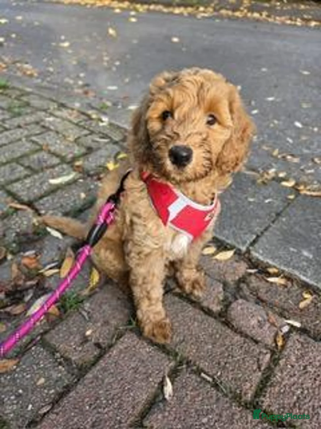 Labradoodle honden te koop: Labradoodle pup ABRICOT - Advertentie 2