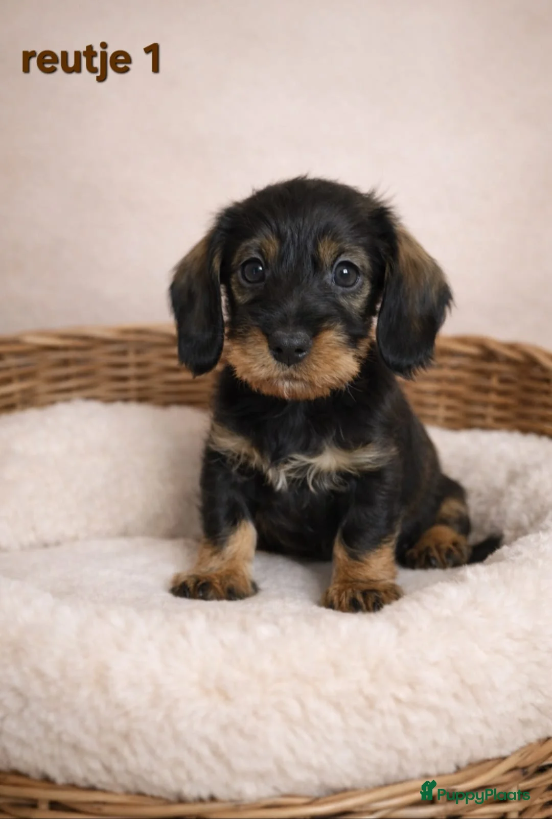 Ruwhaar Teckel honden te koop: Super mooie ruwhaar dwerg teckel pups (ook merle)  - Advertentie 2