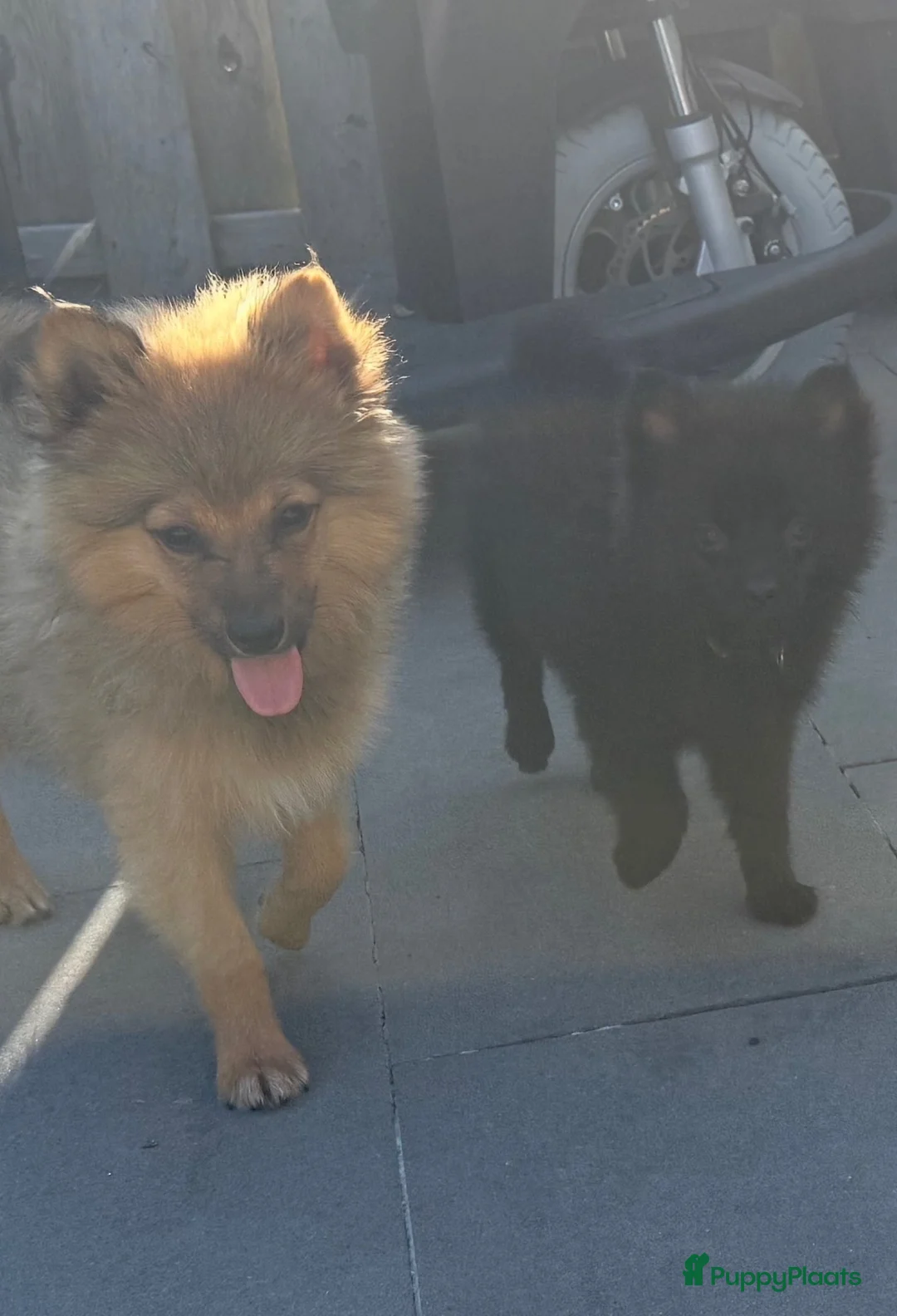 Keeshond honden te koop: Mini keesjes te koop in Bergen op Zoom - Advertentie 3