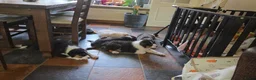 Australian Shepherd honden te koop: 🐾 Australian Shepherd pups, Super sociaal 🌸 - Advertentie 18